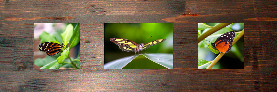Triptychon / Schmetterlinge