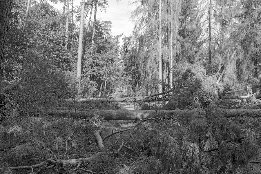 Der Rodgauer Wald nach dem Sturm