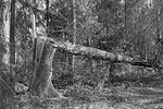 Der Rodgauer Wald nach dem Sturm